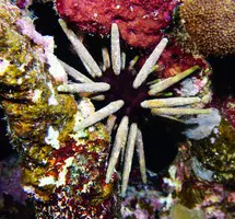 dive center